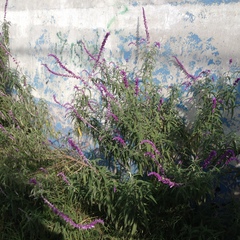 Salvia leucantha