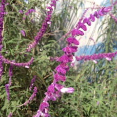 Salvia leucantha