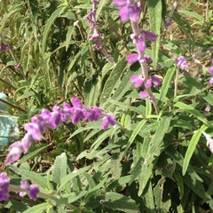 Salvia leucantha