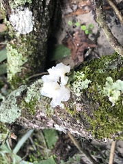 Tremella fuciformis image