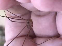 Leiobunum flavum
