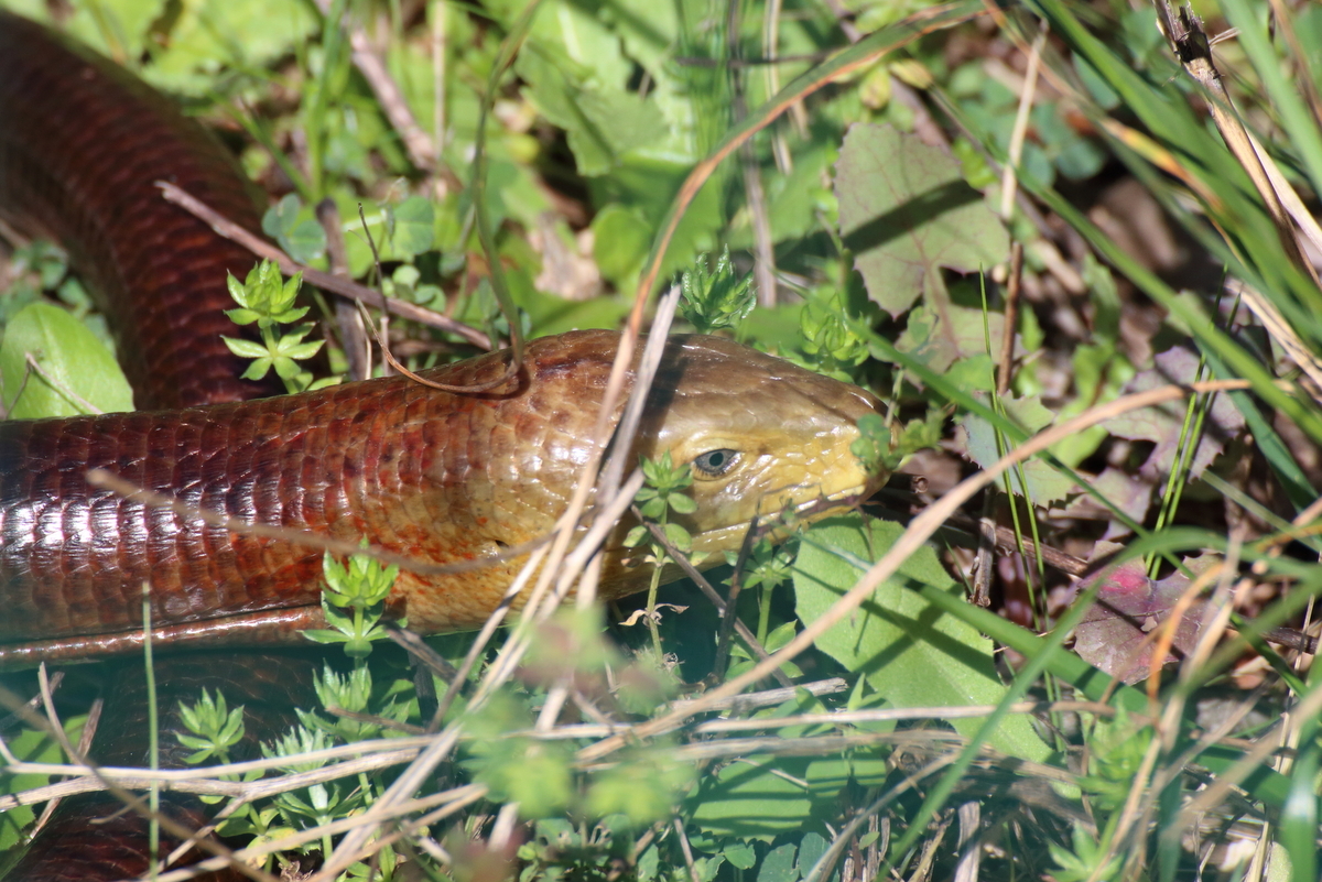 Pseudopus Apodus (Pallas, 1775)