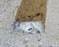 Plagiomimicus pityochromus