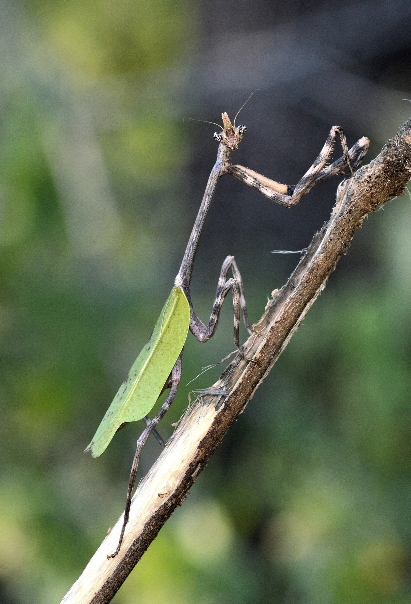 Texas Unicorn Mantis (Pseudovates chlorophaea) · iNaturalist