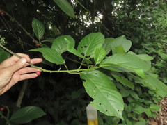 Siparunaceae