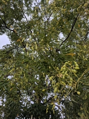 Styphnolobium japonicum