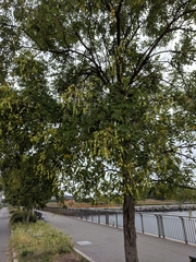 Styphnolobium japonicum