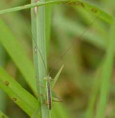 Conocephalus saltator