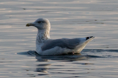 Larus argentatus