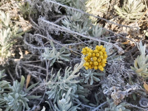 Image of Helichrysum melitense by no rights reserved