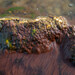 Bangia atropurpurea - Photo (c) Nicolas Schwab, algunos derechos reservados (CC BY-NC), subido por Nicolas Schwab
