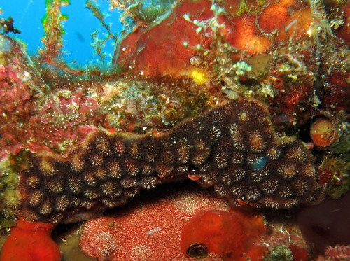 Celleporaria albirostris observed 2014-12-12