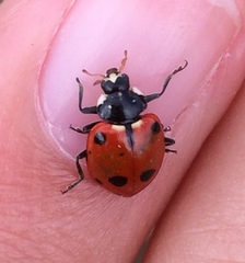 Hippodamia quinquesignata