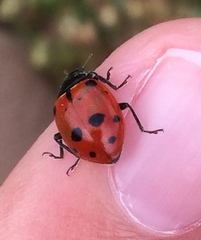 Hippodamia quinquesignata