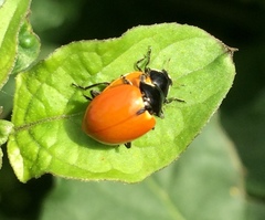 Hippodamia quinquesignata
