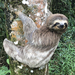 Brown-throated Three-toed Sloth - Photo (c) Daniella Maraschiello, some rights reserved (CC BY-SA)