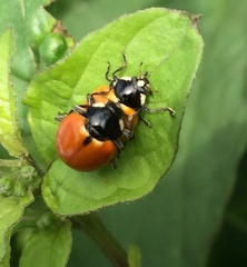 Hippodamia quinquesignata