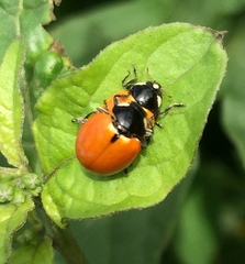 Hippodamia quinquesignata