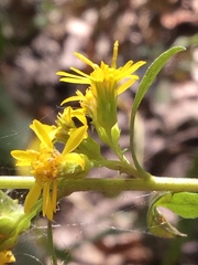 Solidago puberula puberula