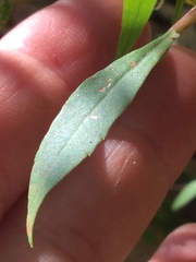 Solidago puberula puberula