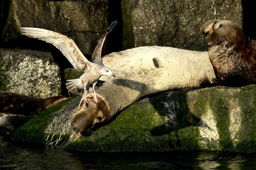 Grey Seal photographed in Delaware