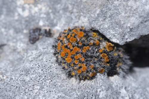 Representative image of Calogaya schistidii