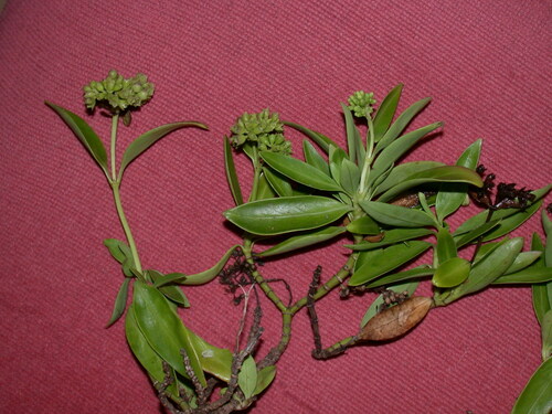 Kadua rapensis observed 2002-03-26