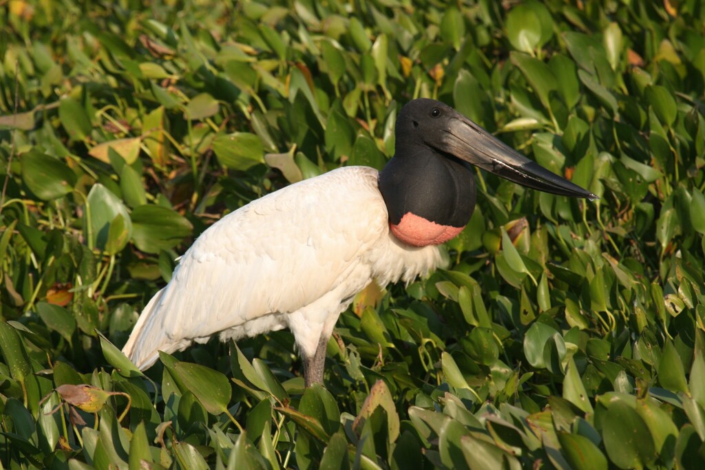 Jabiru photo