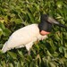 Jabiru - Photo (c) Alastair Rae, some rights reserved (CC BY-SA)