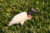 Jabiru - Photo (c) Alastair Rae, some rights reserved (CC BY-SA)