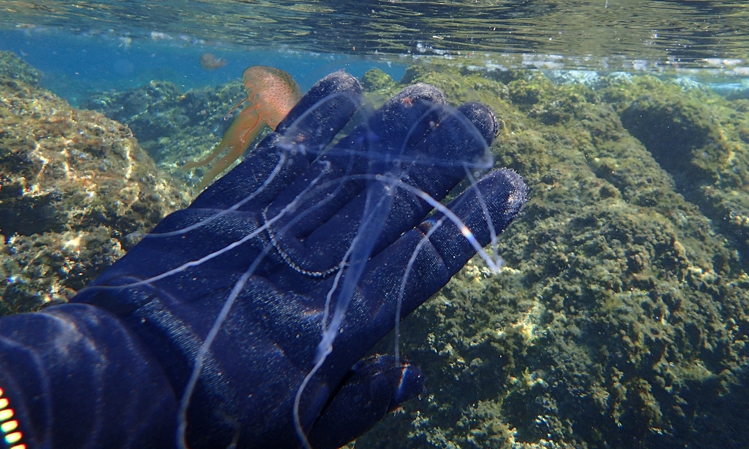 Geryonia proboscidalis (Forsskål, 1775)