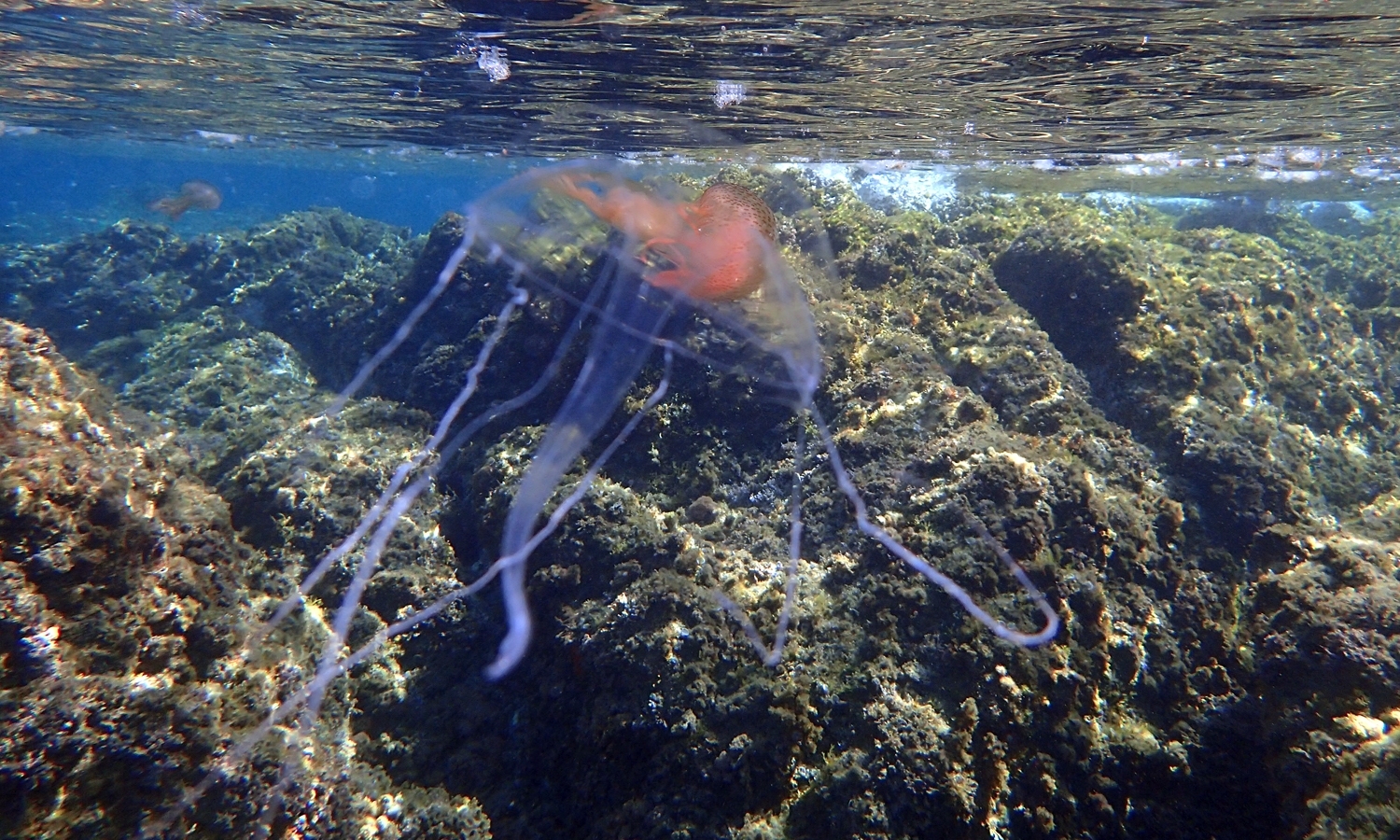 Geryonia proboscidalis (Forsskål, 1775)