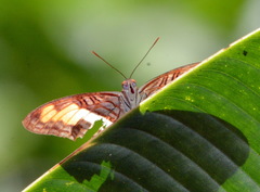 Adelpha plesaure