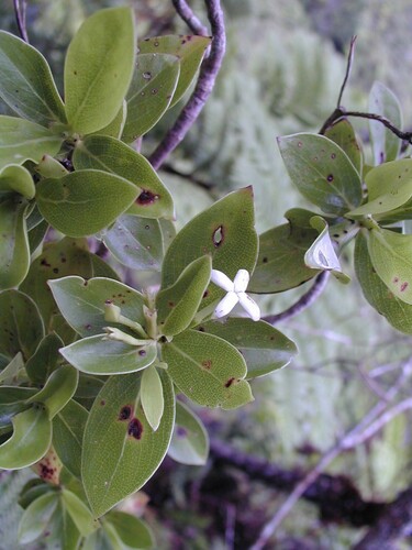 Kadua rapensis observed 2002-03-20