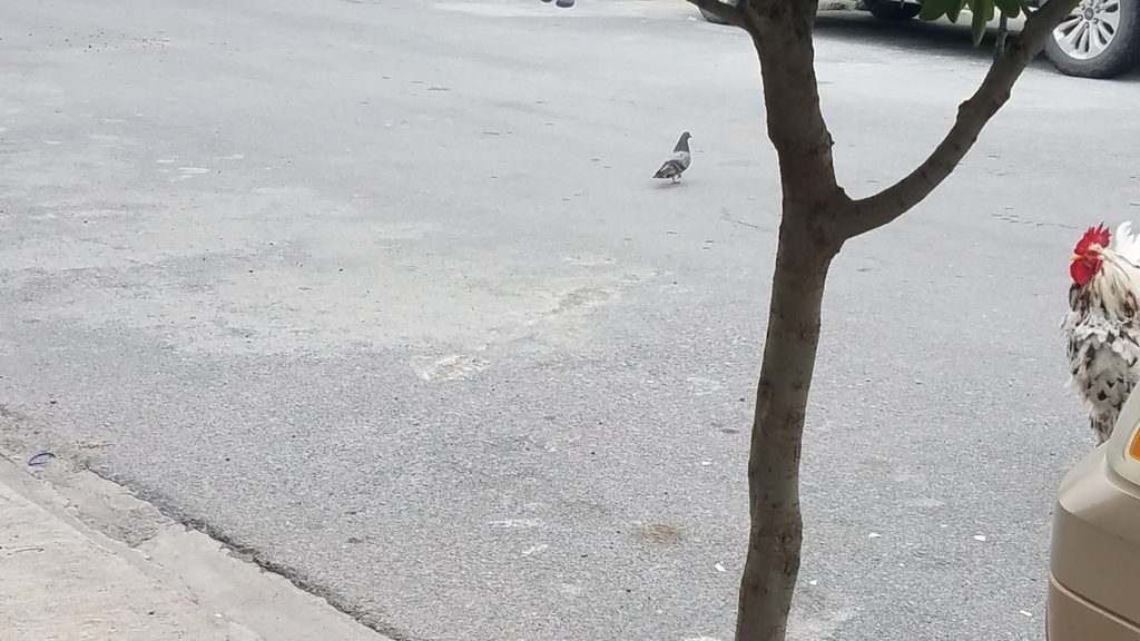 Feral Pigeon from Quinta Real, 87345 Heroica Matamoros, Tamps., México