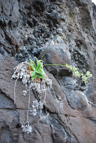 Napali Beach starviolet (Hedyotis st.-johnii)