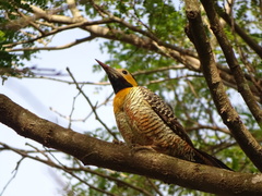 Campo Flicker photo 5