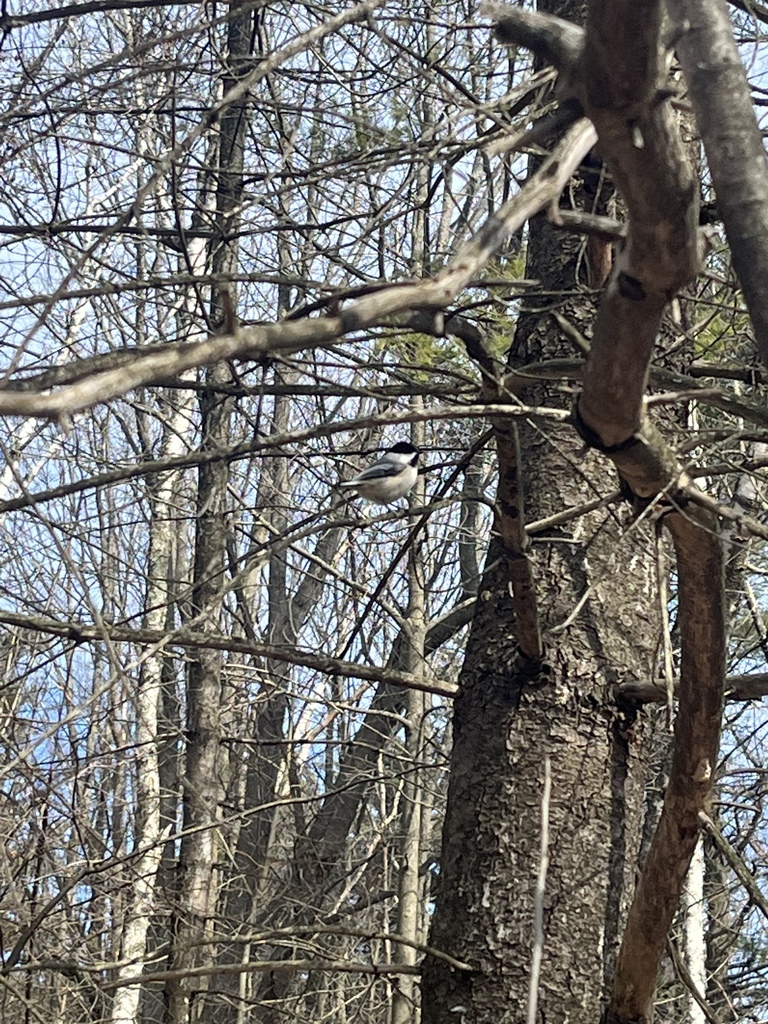 Black-capped Chickadee From I-89, Burlington, Vt 05401, Usa On March 29 