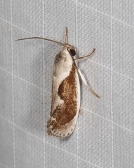 Lichenaula undulatella