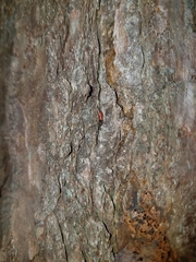 Zenodosus sanguineus