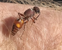 Dasymutilla saetigera