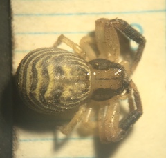 Xysticus texanus