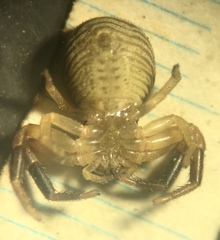 Xysticus texanus
