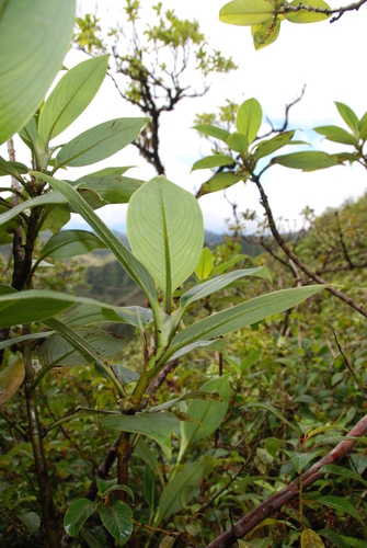 Kadua tryblium