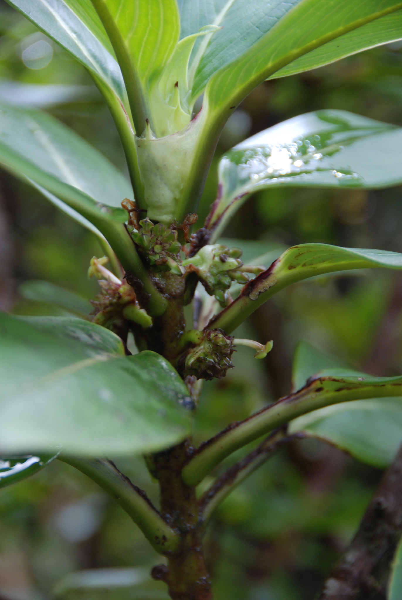 Kadua tryblium