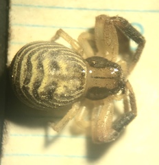 Xysticus texanus
