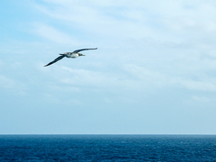 Sula dactylatra tasmani