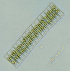 Fragilaria