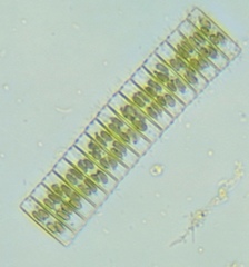 Fragilaria