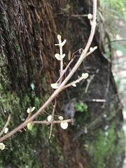Phasmatinae